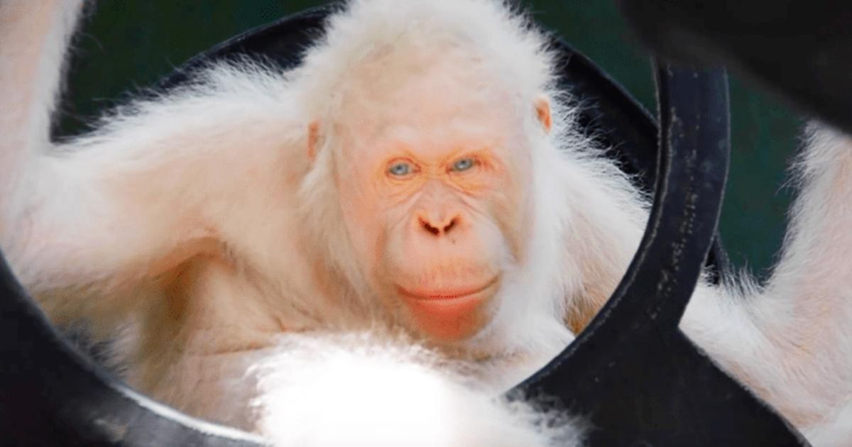 Albino Monkey