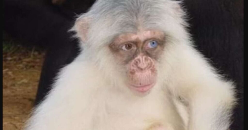 Albino Monkey