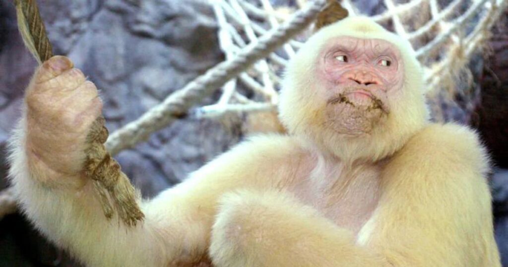 Albino Monkey