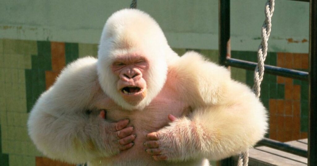 Albino Monkey